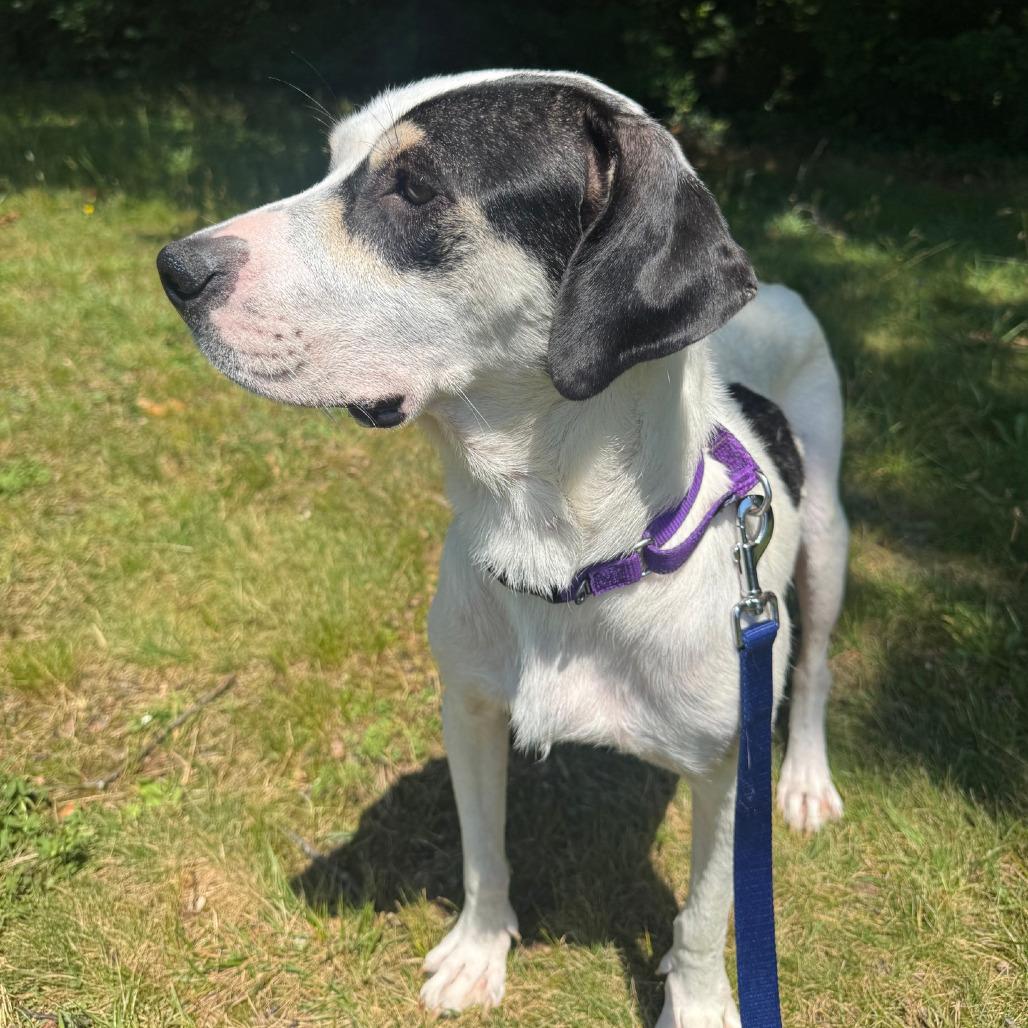 Tiki, Adoptable, Young Female Coonhound & Mixed Breed.