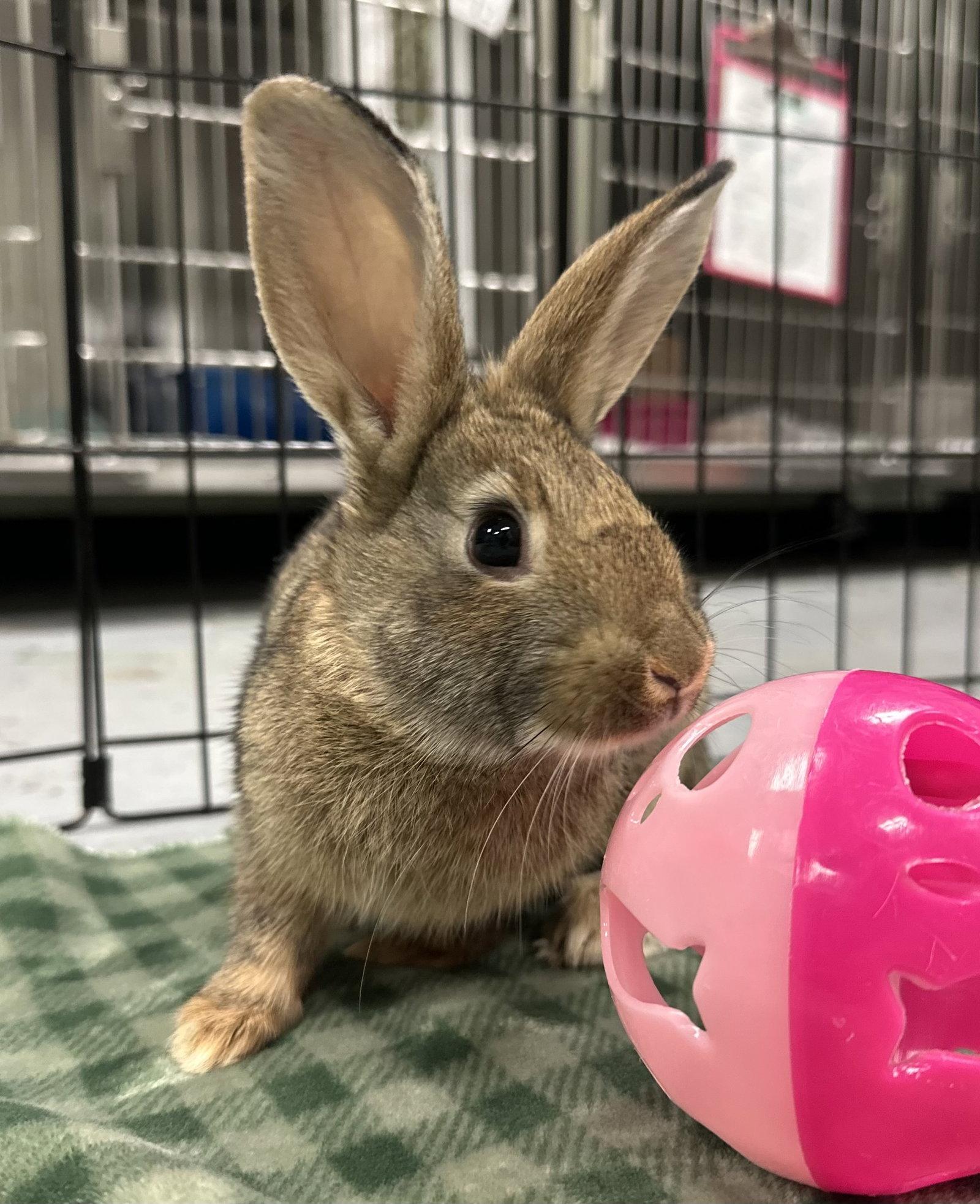 Mustardseed, Adoptable, Young Female American.