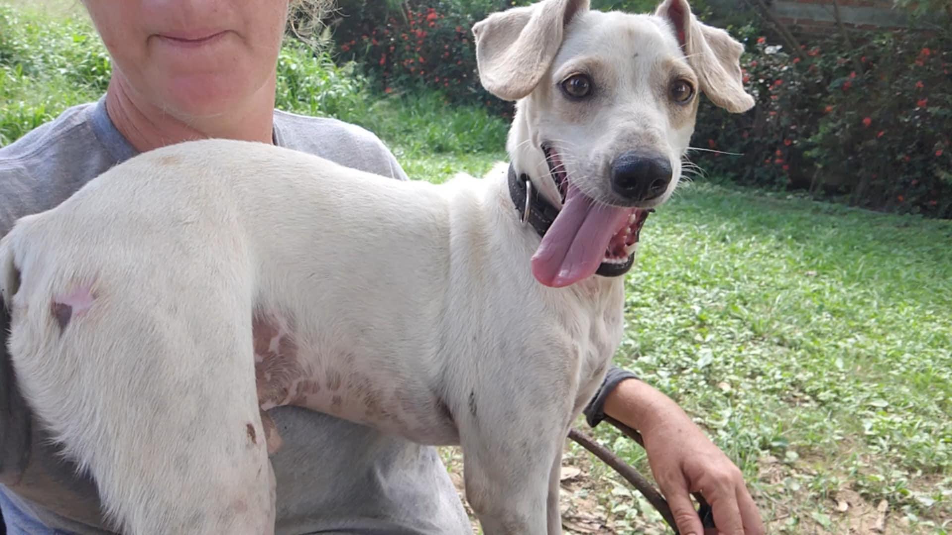 Enlarge Bambi, a Adoptable mixed breed in EL COLORADO, JAL image 1/6