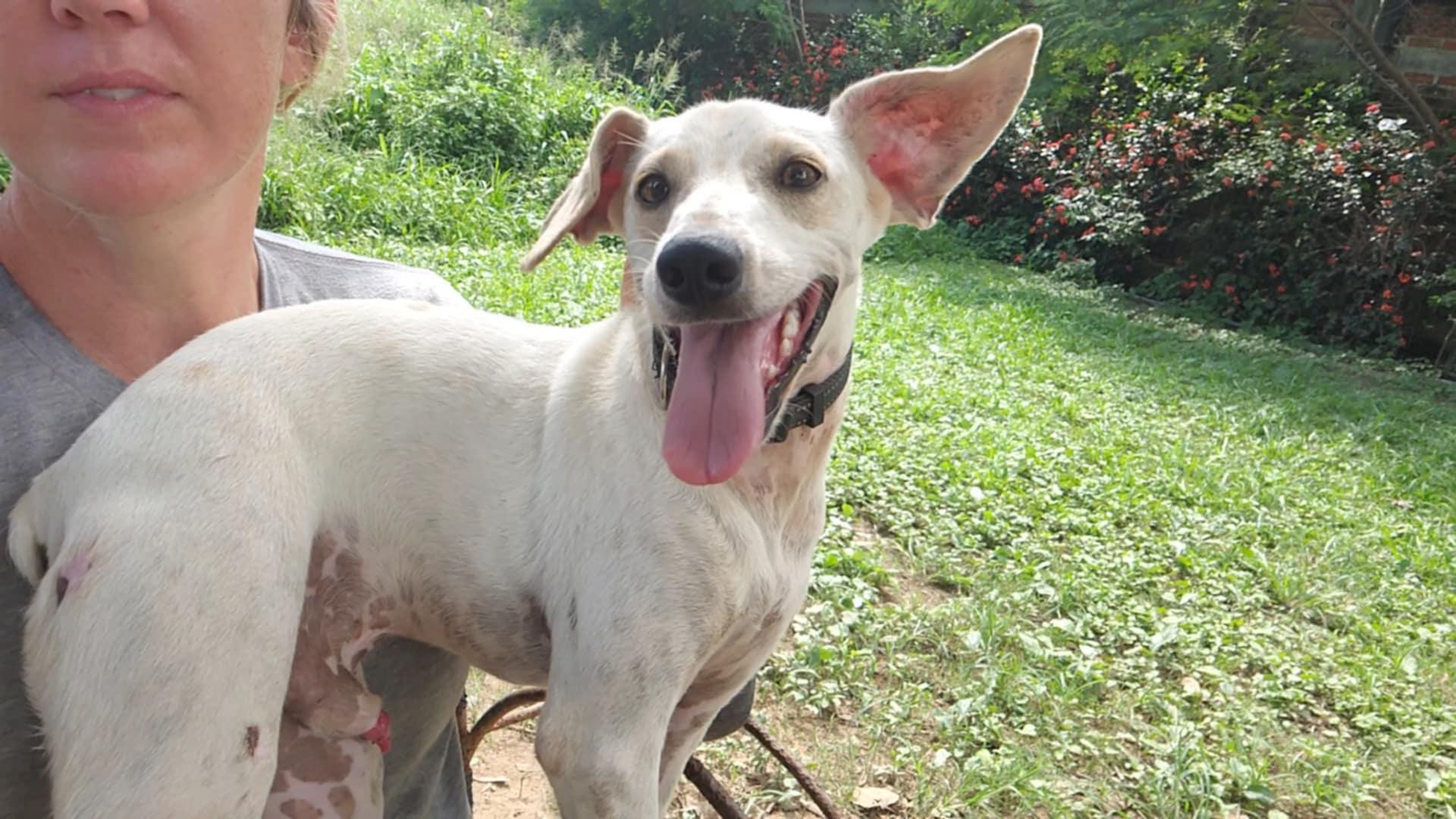 Enlarge Bambi, a Adoptable mixed breed in EL COLORADO, JAL image 3/6