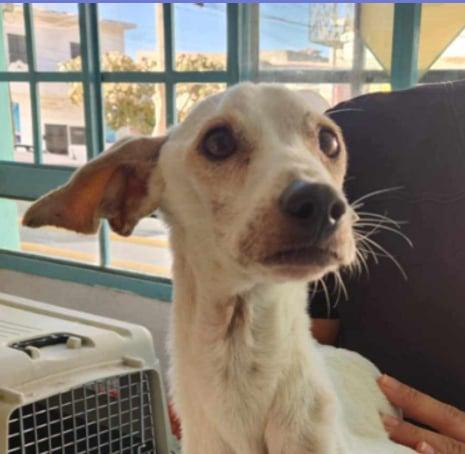 Enlarge Bambi, a Adoptable mixed breed in EL COLORADO, JAL image 4/6
