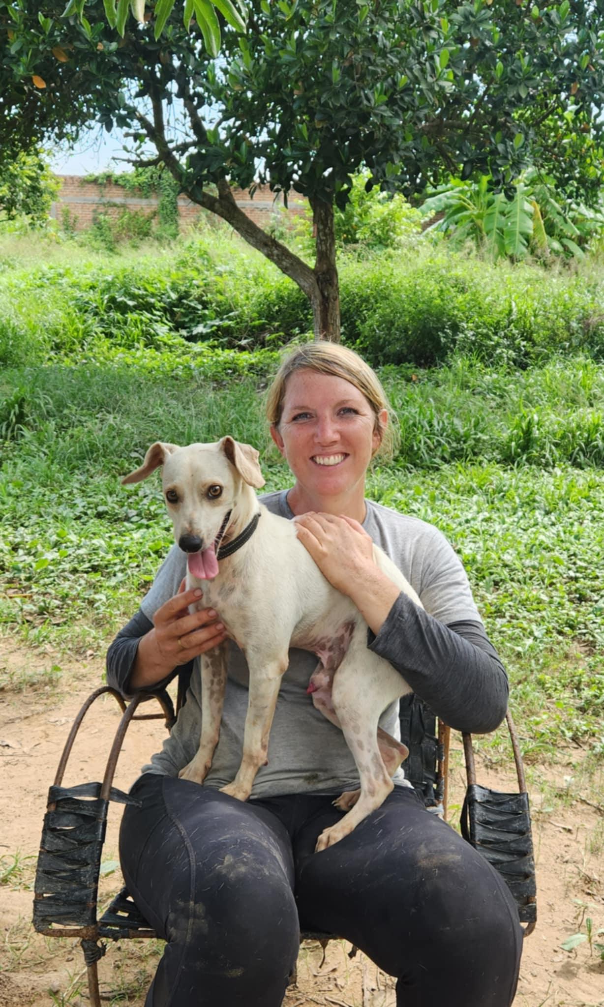 Bambi, Adoptable, Young Male Mixed Breed.