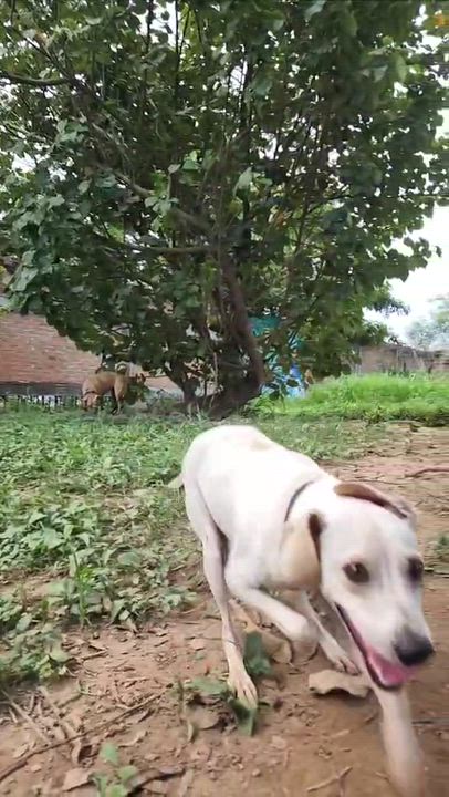 Enlarge Bambi, a Adoptable mixed breed in EL COLORADO, JAL video 6/6