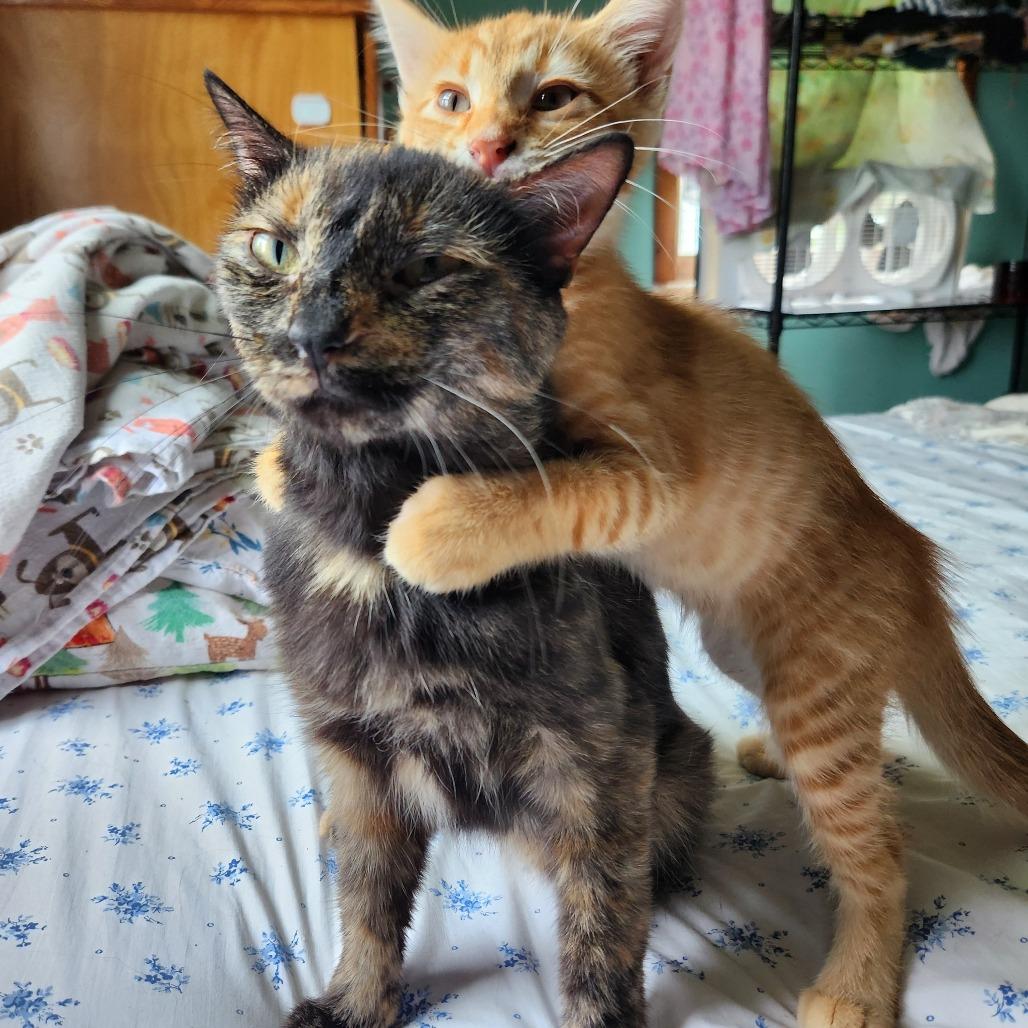 Fern — thumbnail 2