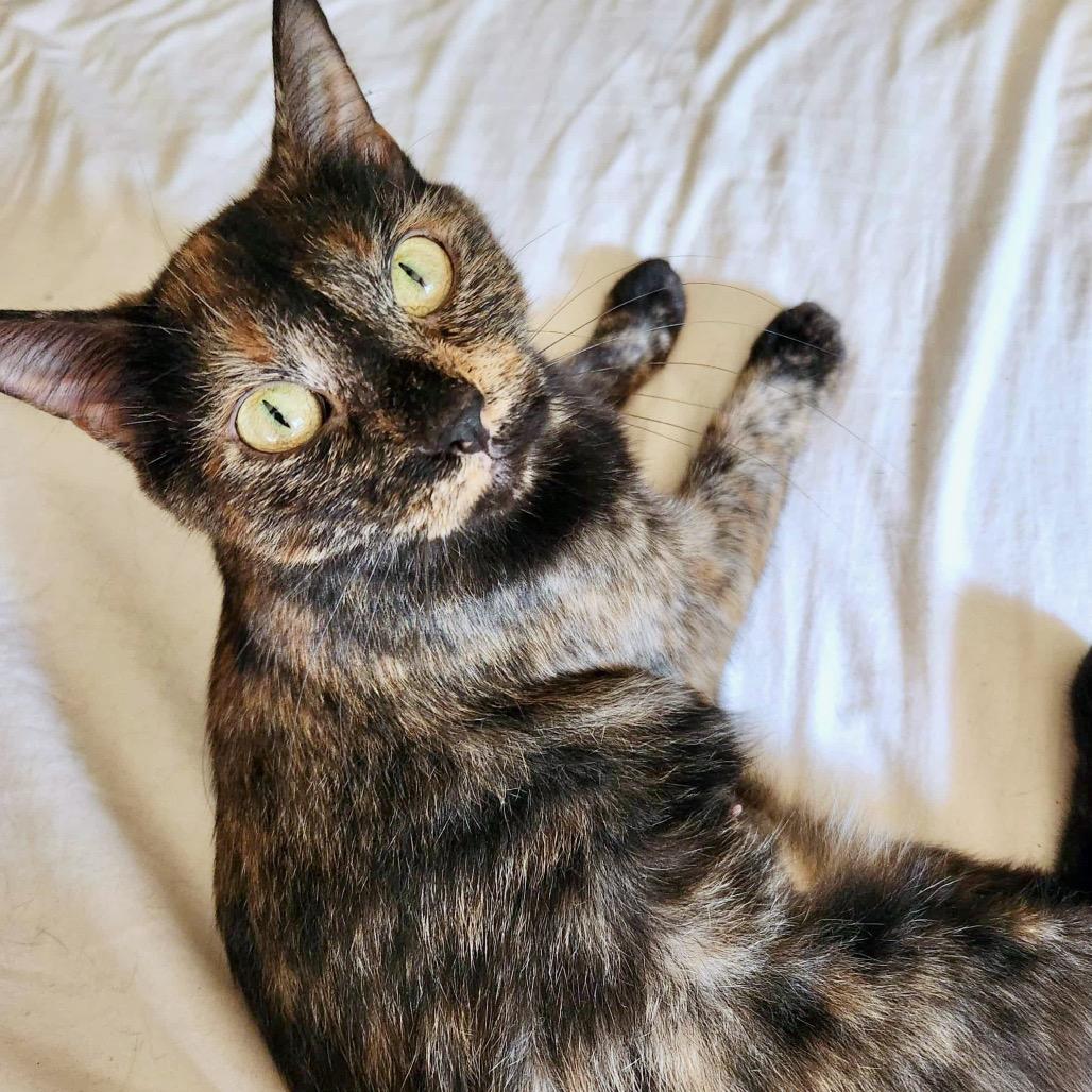 Fern — thumbnail 3