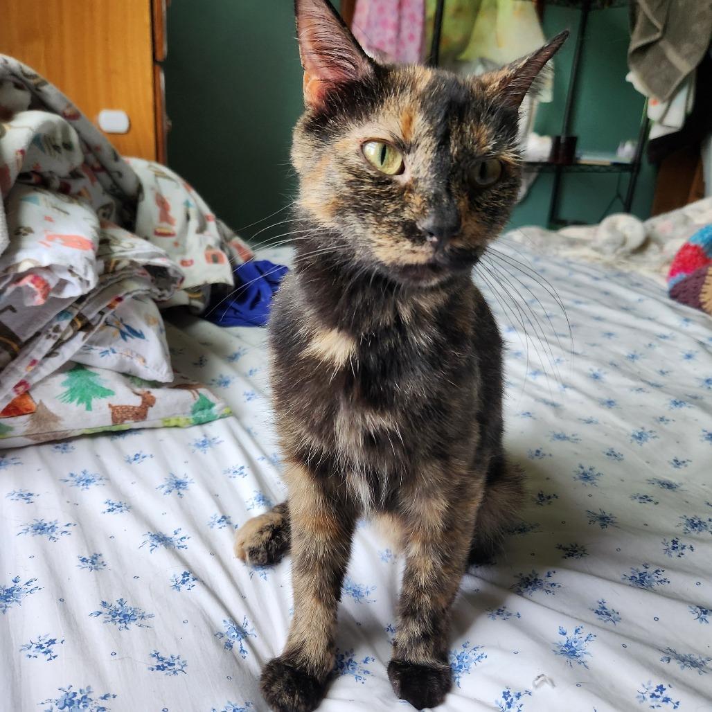 Fern — thumbnail 4