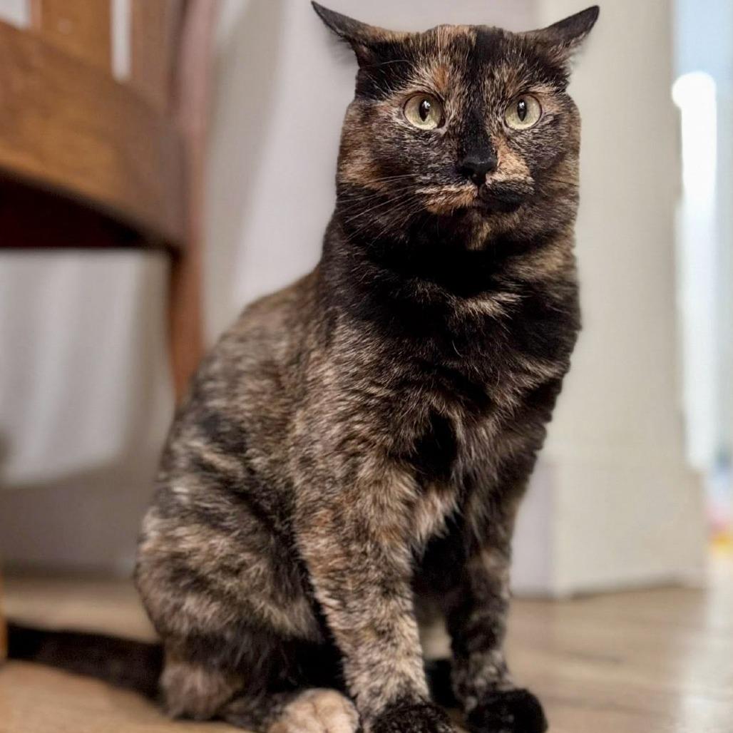 Fern — thumbnail 6