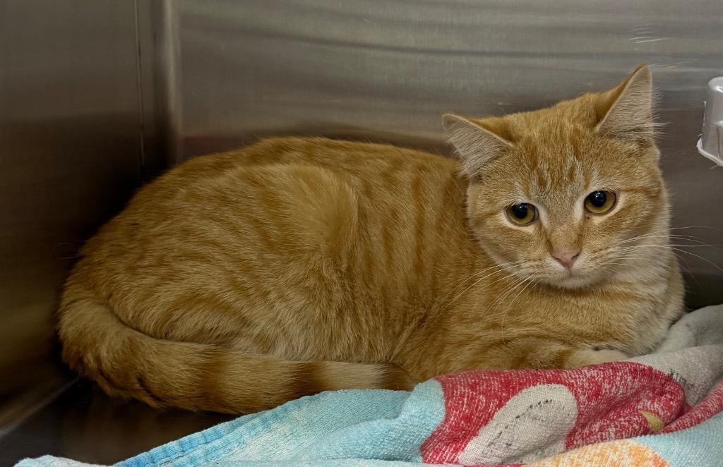 Tang, Adoptable, Young Male Domestic Short Hair.