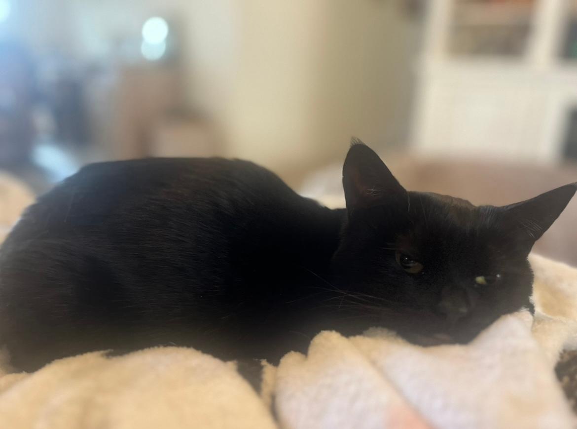 Olive, Adoptable, Adult Female Domestic Short Hair.