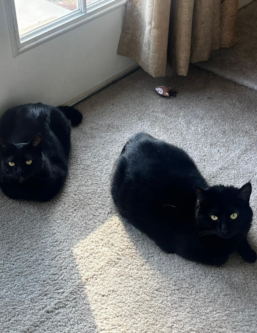 Olive, a Adoptable Domestic Short Hair in Oceanside, CA image 3/5