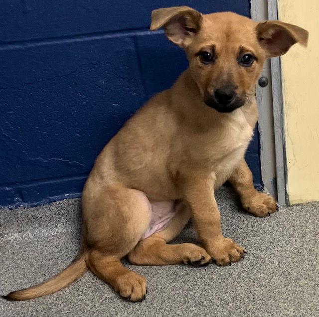 Enlarge Sugar 10 weeks old, a Adopted Shepherd in Sterling, MA image 1/1