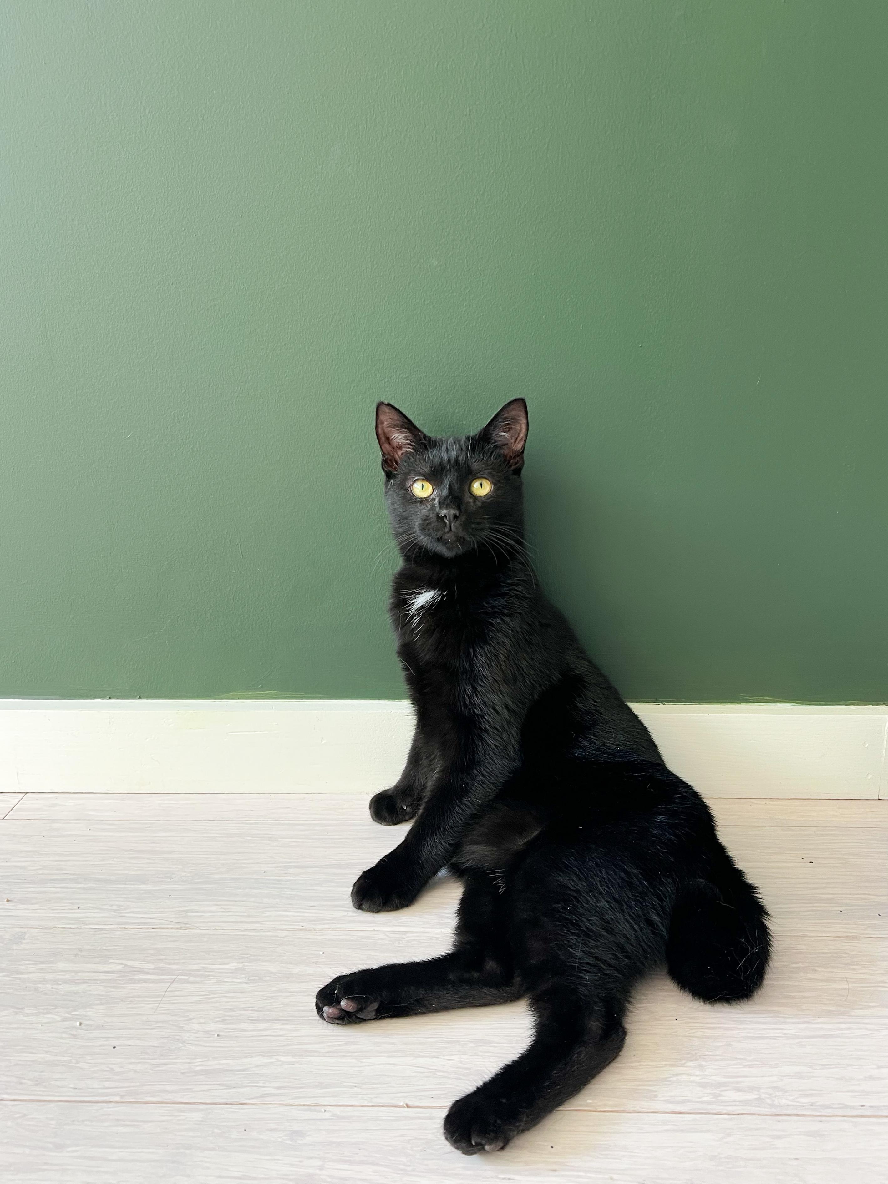 Turnip, Adoptable, Young Male Domestic Short Hair.