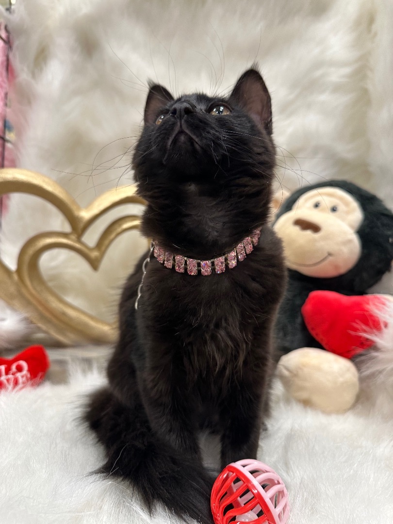 Elektra , Adopted, Young Female Bombay & Domestic Medium Hair.