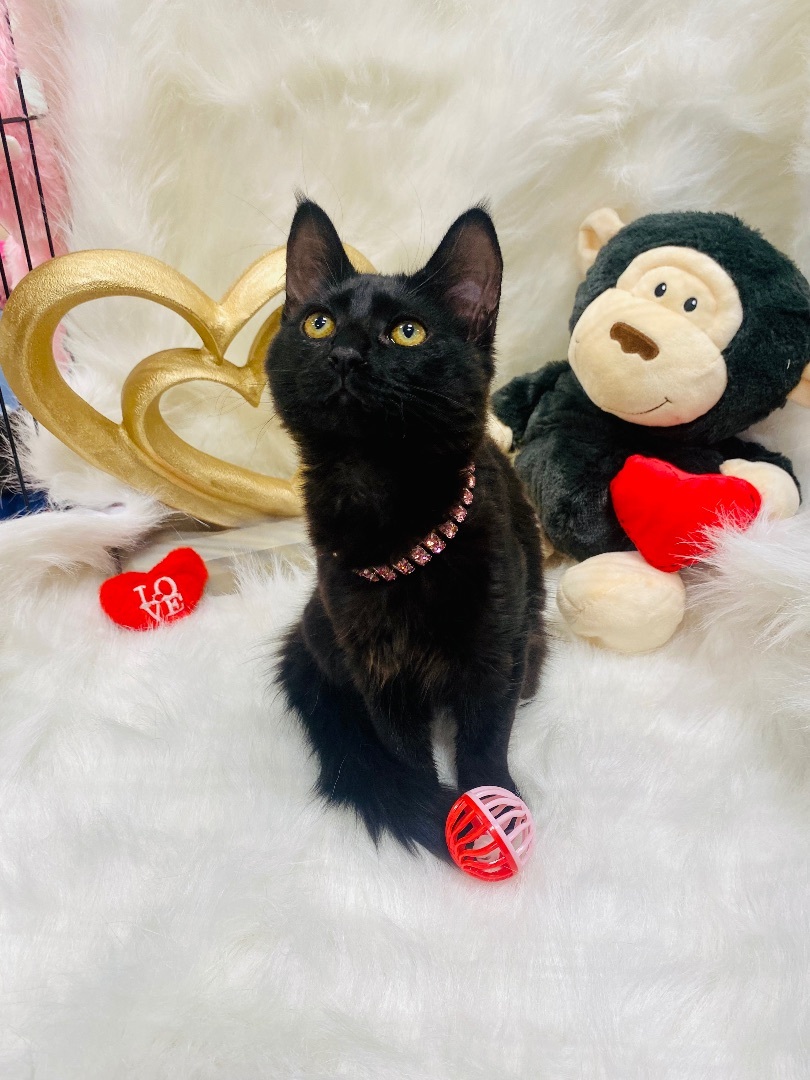 Enlarge Elektra , a Adopted mixed breed in Dickinson, TX image 2/4