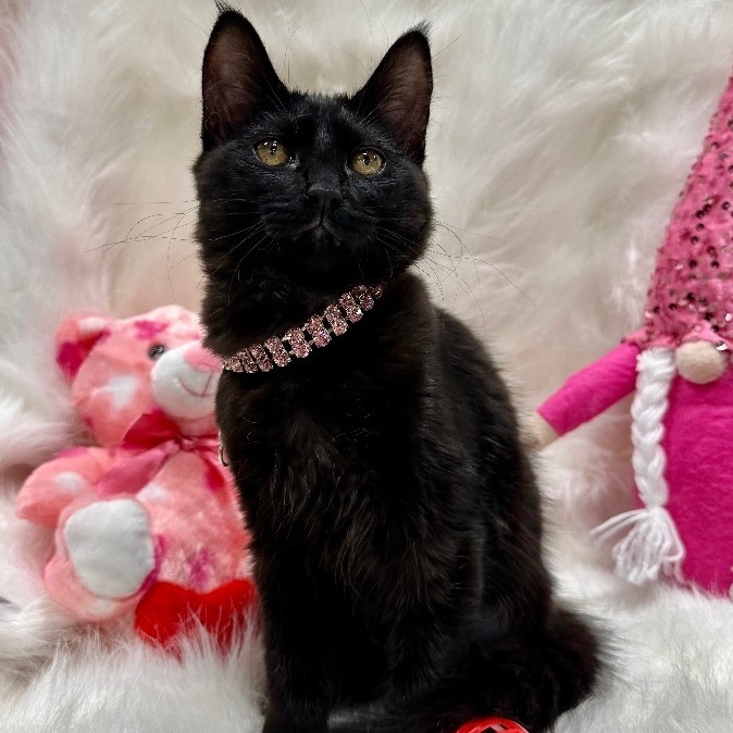 Enlarge Elektra , a Adopted mixed breed in Dickinson, TX image 3/4