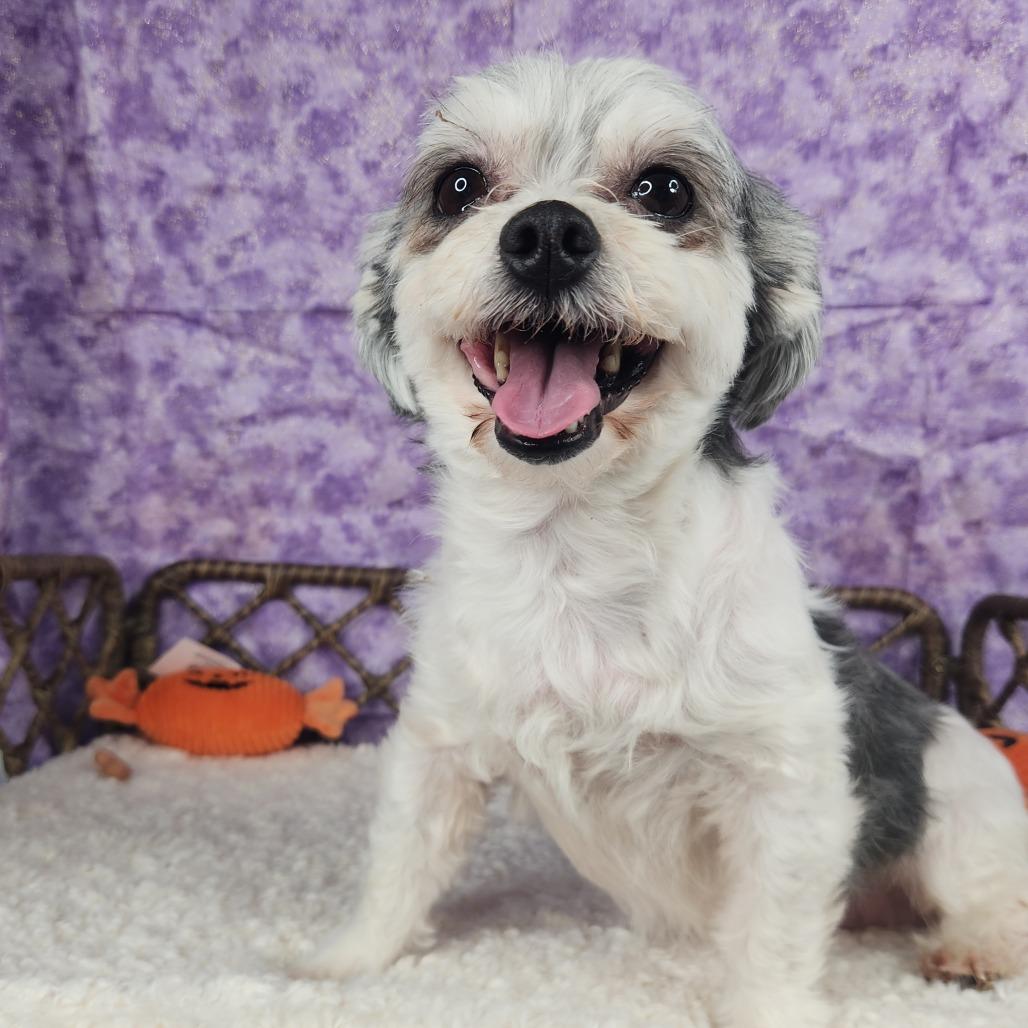 Fay, Adoptable, Adult Female Maltese.