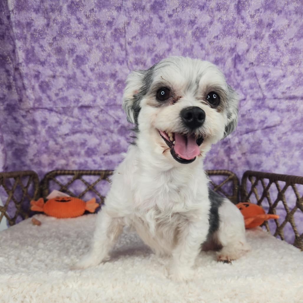 Enlarge Fay, a Adoptable Maltese in Fort Wayne, IN image 2/4