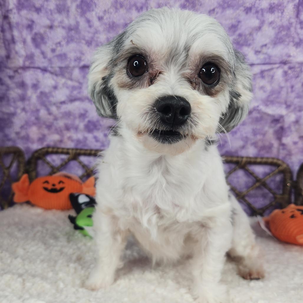 Enlarge Fay, a Adoptable Maltese in Fort Wayne, IN image 3/4