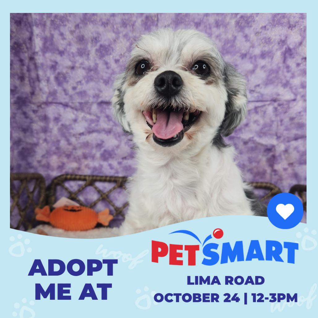 Enlarge Fay, a Adoptable Maltese in Fort Wayne, IN image 4/4