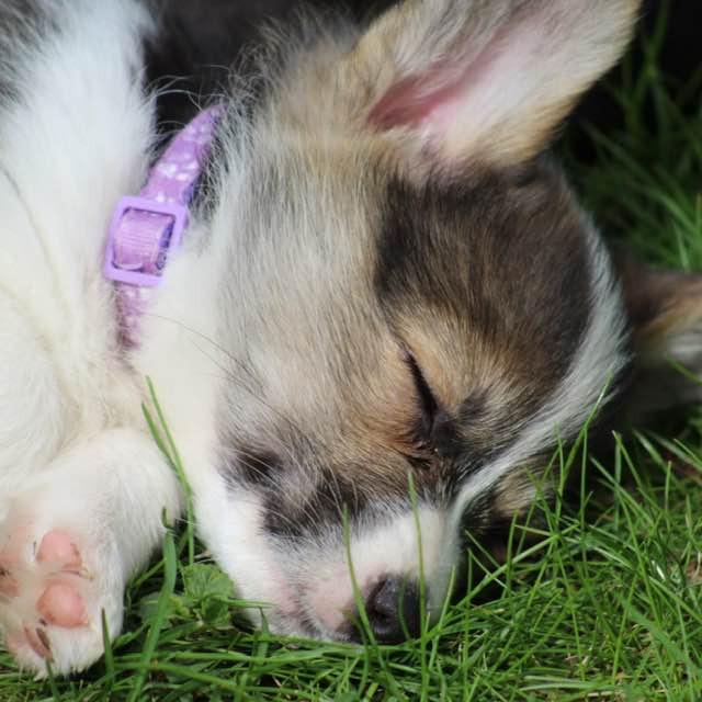 Flo, Adoptable, Puppy Female Cardigan Welsh Corgi & Corgi.