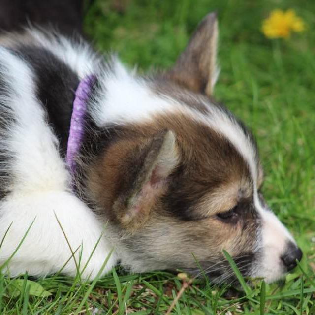 Enlarge Flo, a Adoptable mixed breed in Ada, MN image 3/3