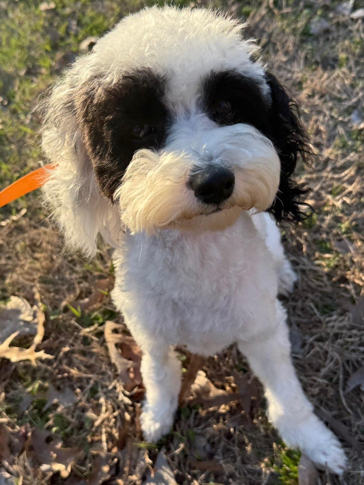 Bently, an adopted Cavapoo in Texarkana, TX image 2/4