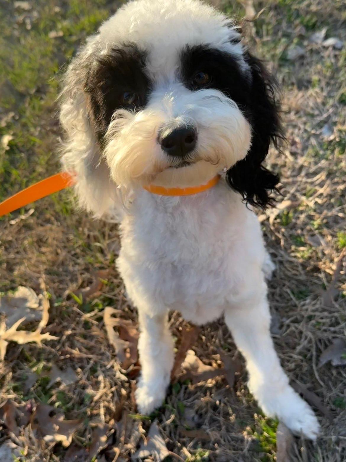 Bently, an adopted Cavapoo in Texarkana, TX image 4/4
