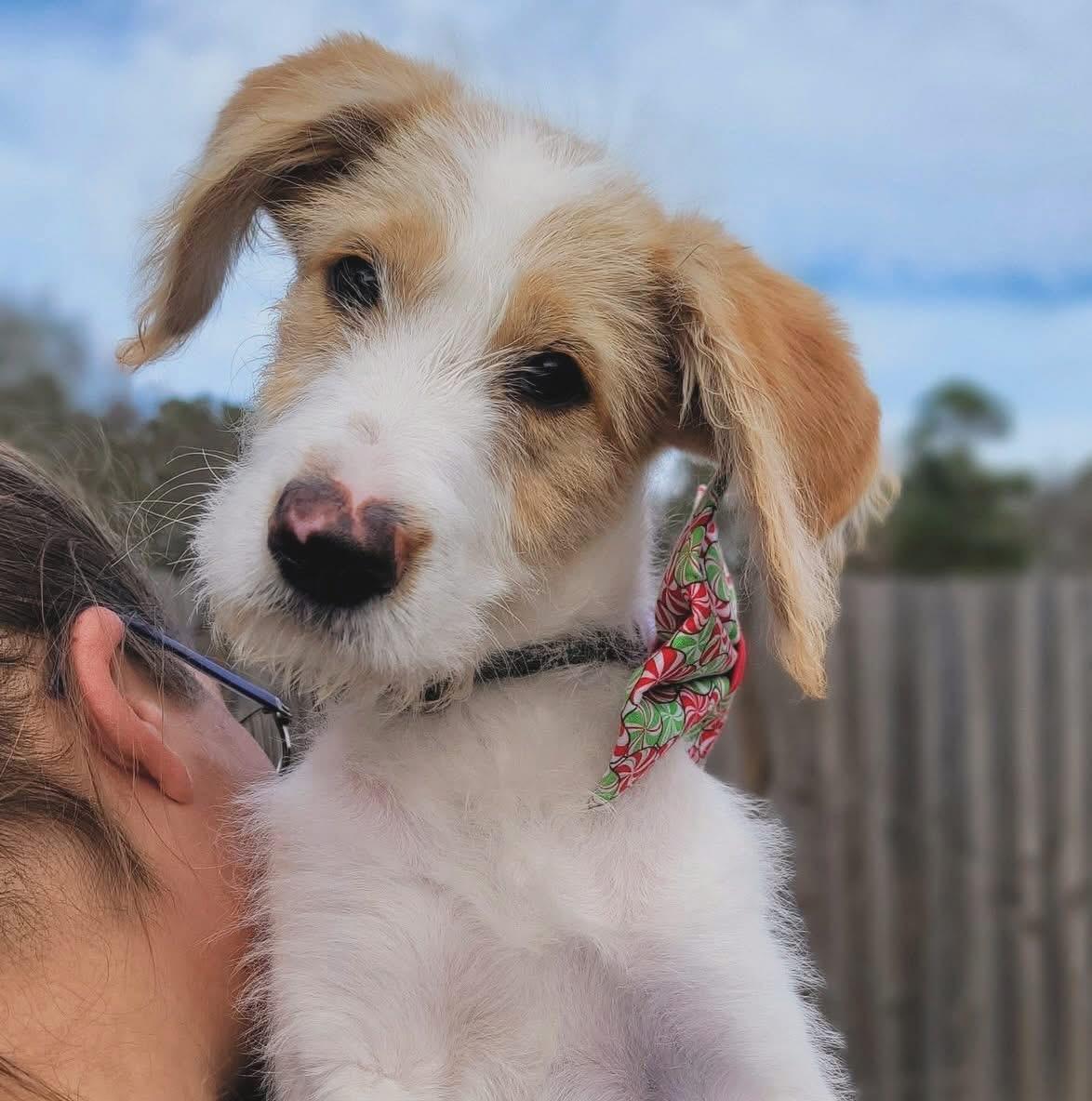 Max , adoptable, Puppy Male Labradoodle.