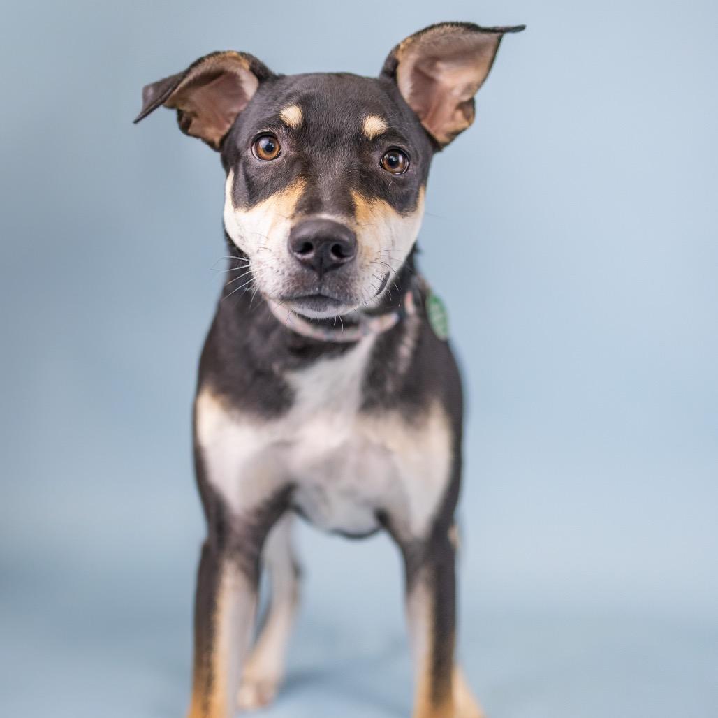 Sadie, Adoptable, Young Female Mixed Breed.