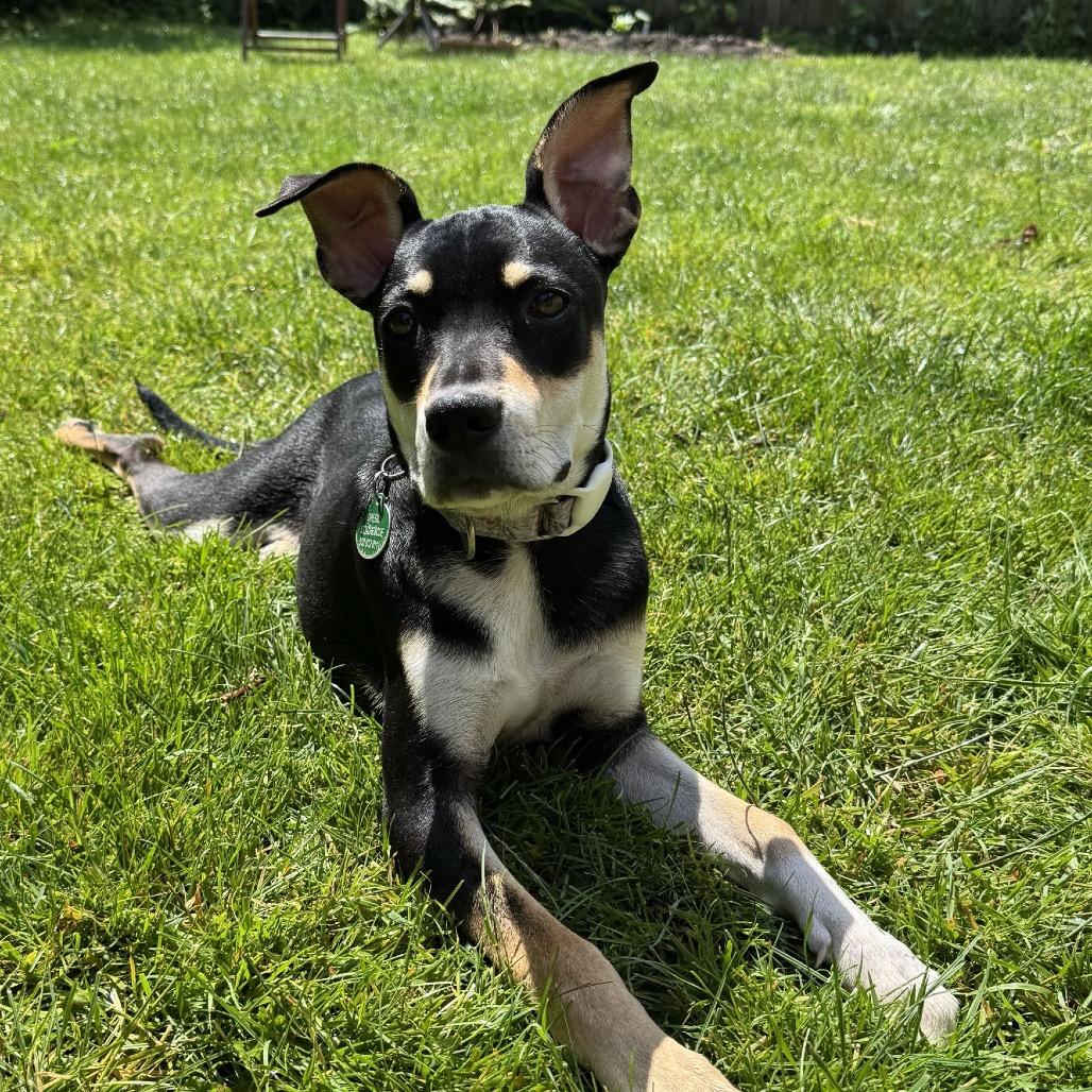Enlarge Sadie, a Adoptable Mixed Breed in Portland, OR image 2/3