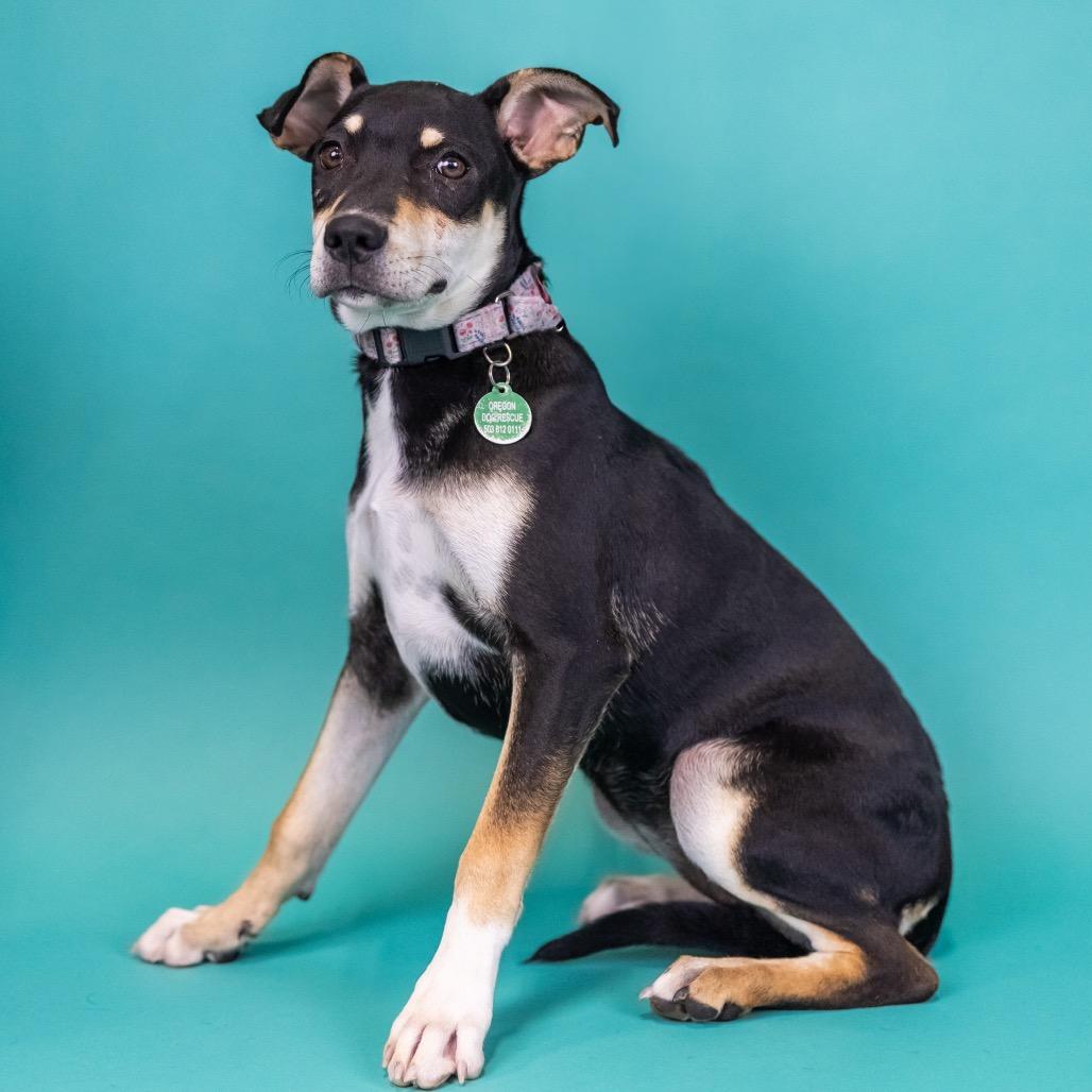 Enlarge Sadie, a Adoptable Mixed Breed in Portland, OR image 3/3