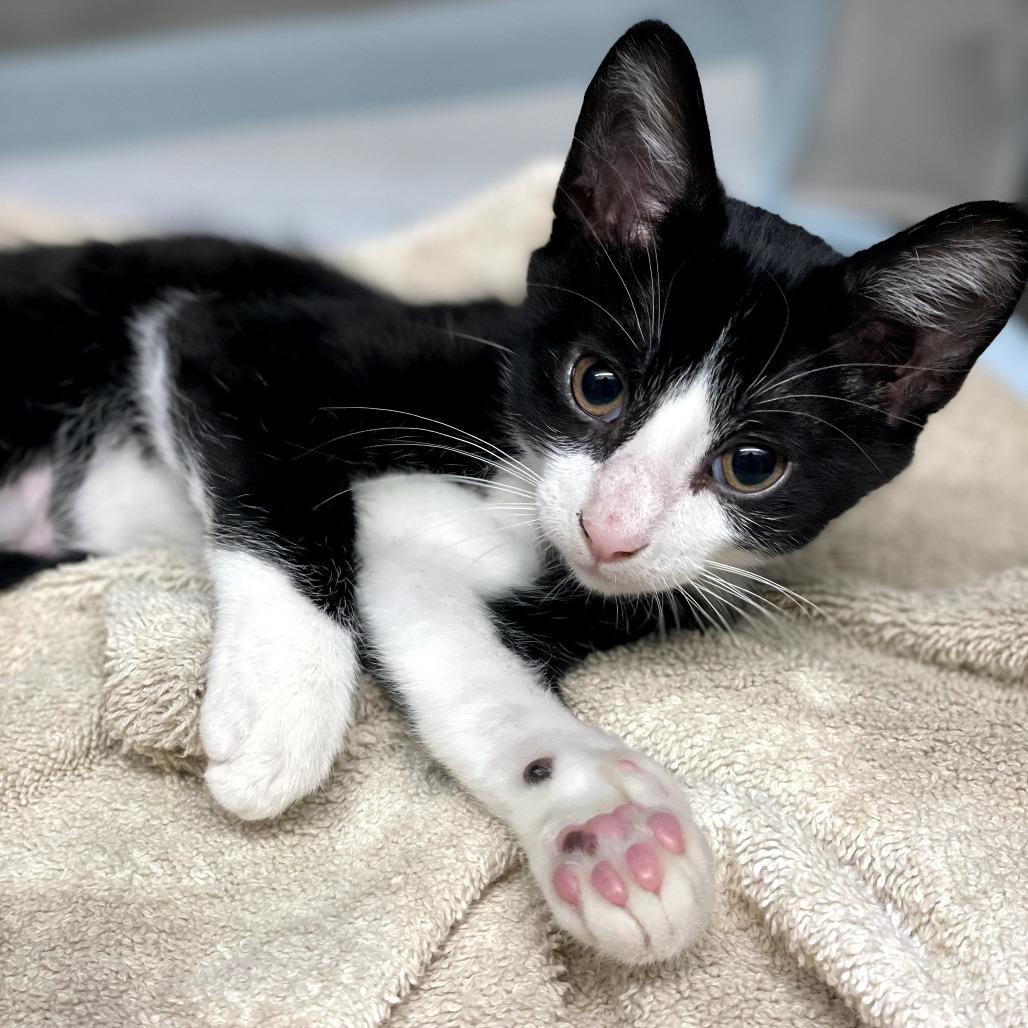 Enlarge Obi-Wan Catnobi, a Adoptable Domestic Short Hair in Huntsville, AL image 2/2