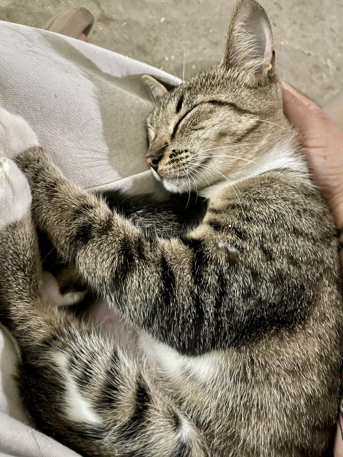 Teenage kitties for adoption