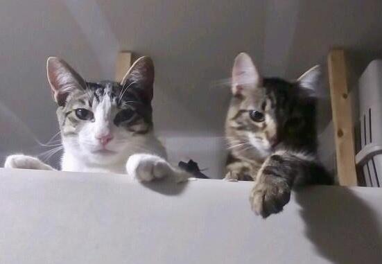 Teenage kitties for adoption