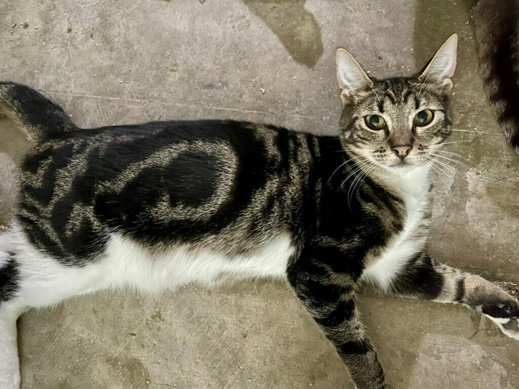 Teenage kitties for adoption