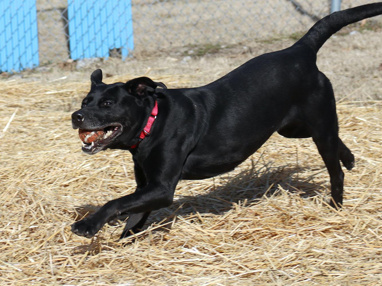 Enlarge Anna (AO35440), a ADOPTABLE mixed breed in Kansas City, KS image 4/6