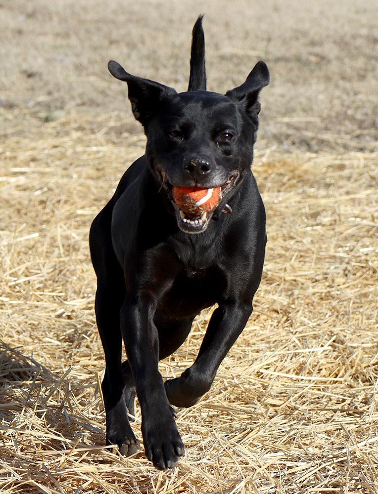 Enlarge Anna (AO35440), a ADOPTABLE mixed breed in Kansas City, KS image 5/6