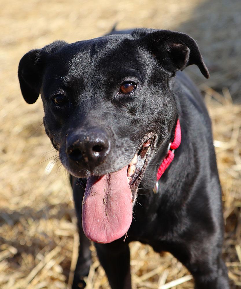 Enlarge Anna (AO35440), a ADOPTABLE mixed breed in Kansas City, KS image 3/6