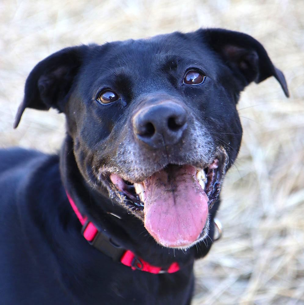 Enlarge Anna (AO35440), a ADOPTABLE mixed breed in Kansas City, KS image 1/6