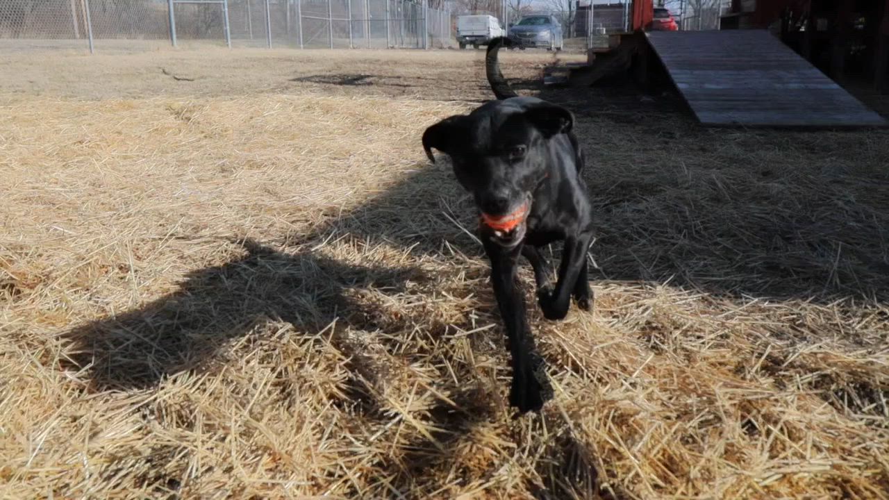 Enlarge Anna (AO35440), a ADOPTABLE mixed breed in Kansas City, KS video 2/6