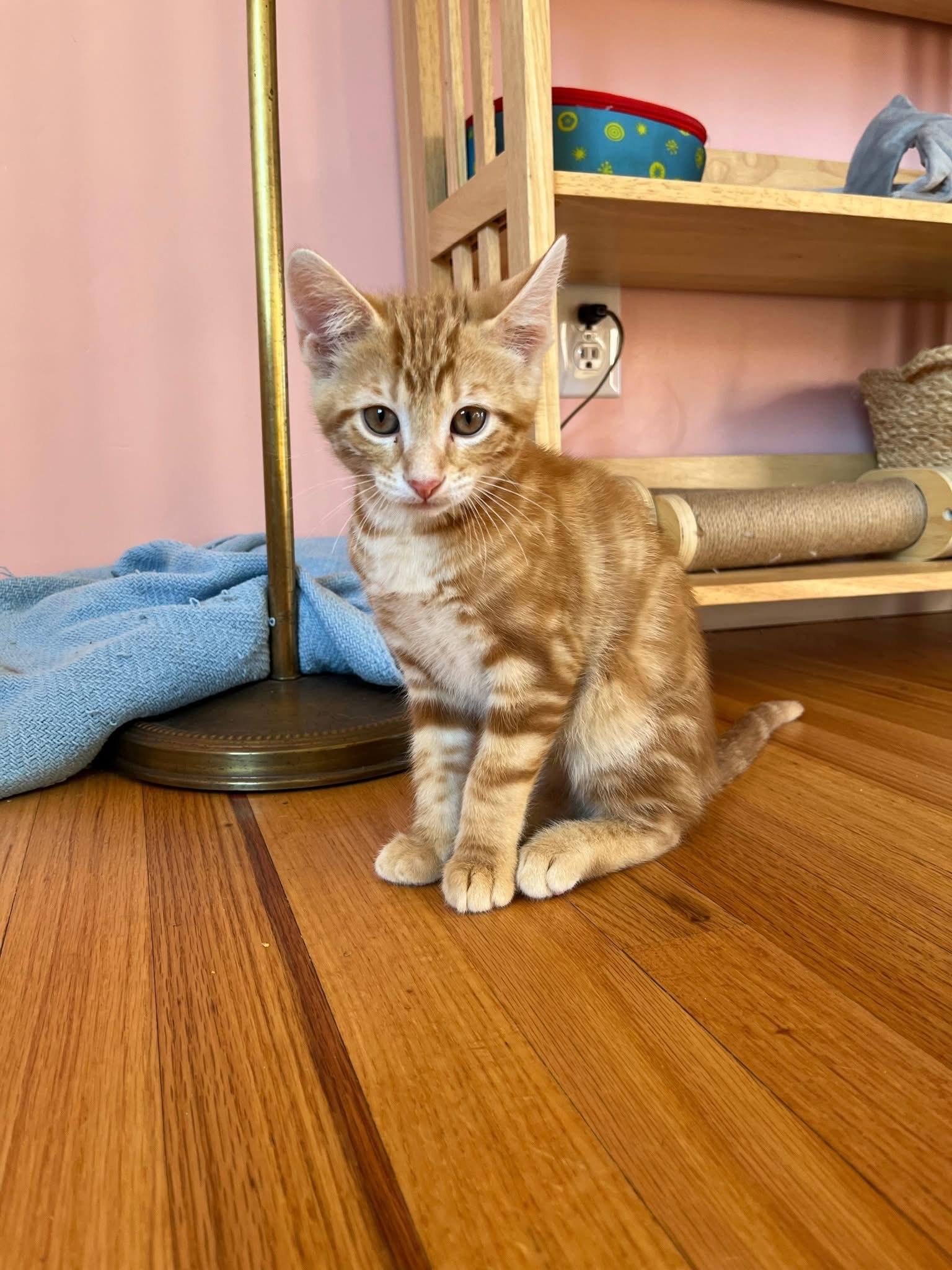 Mars, ADOPTABLE, Kitten Male Domestic Short Hair.