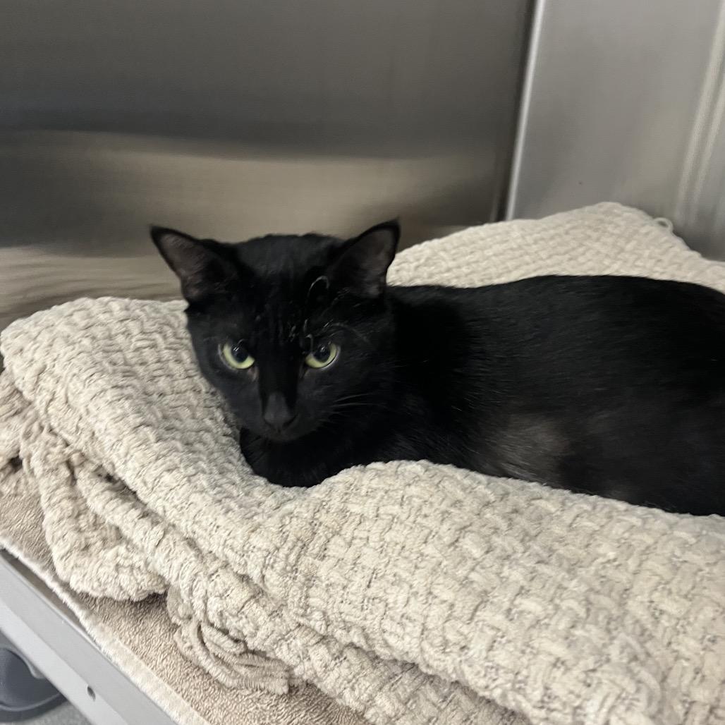 October, Adoptable, Adult Female Domestic Short Hair.