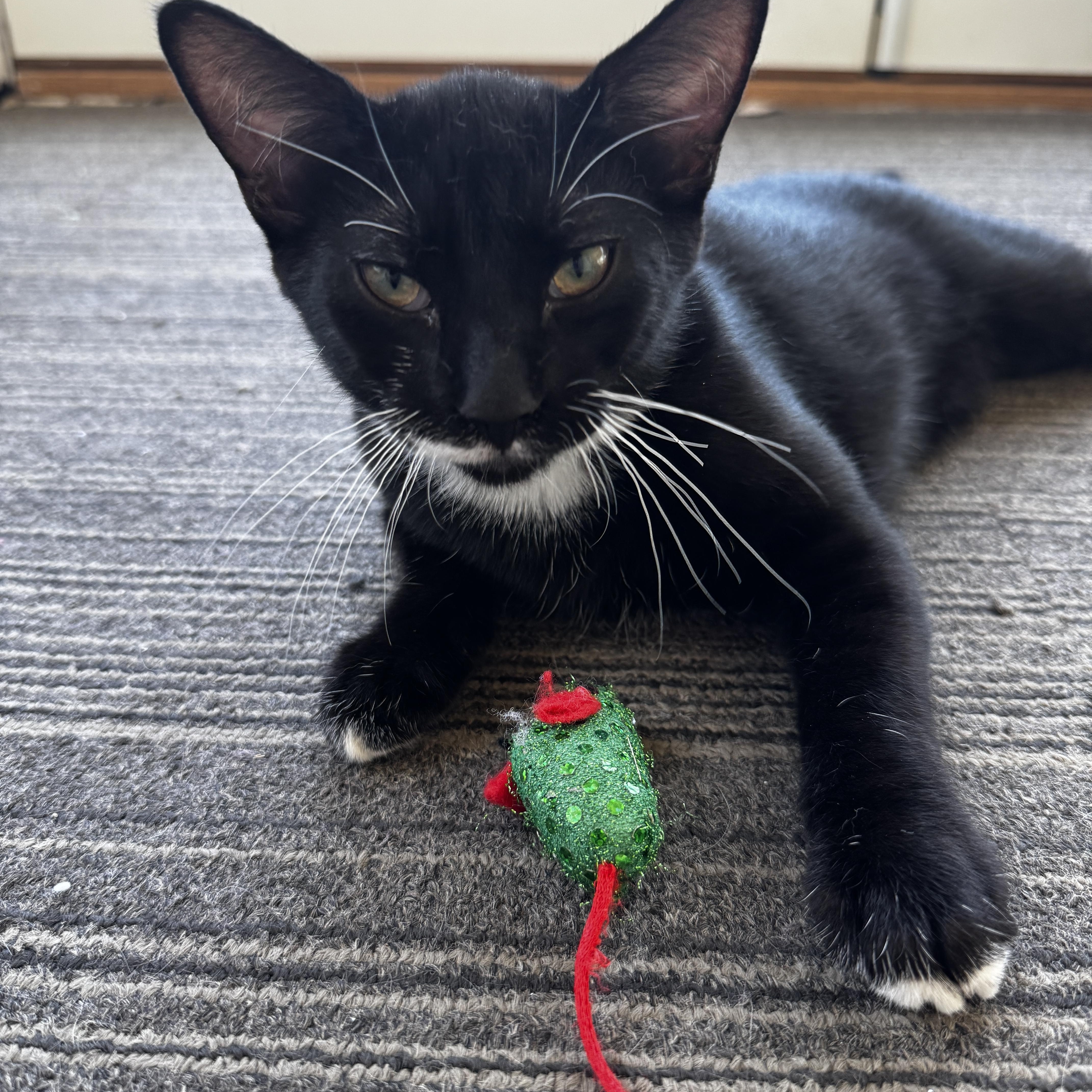 Oreo