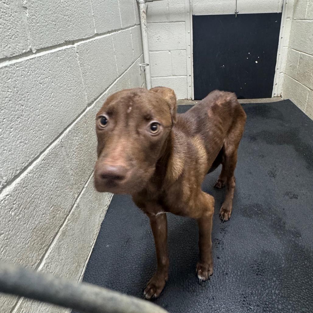 Enlarge Hershey, a Adoptable mixed breed in Madisonville, KY image 1/4