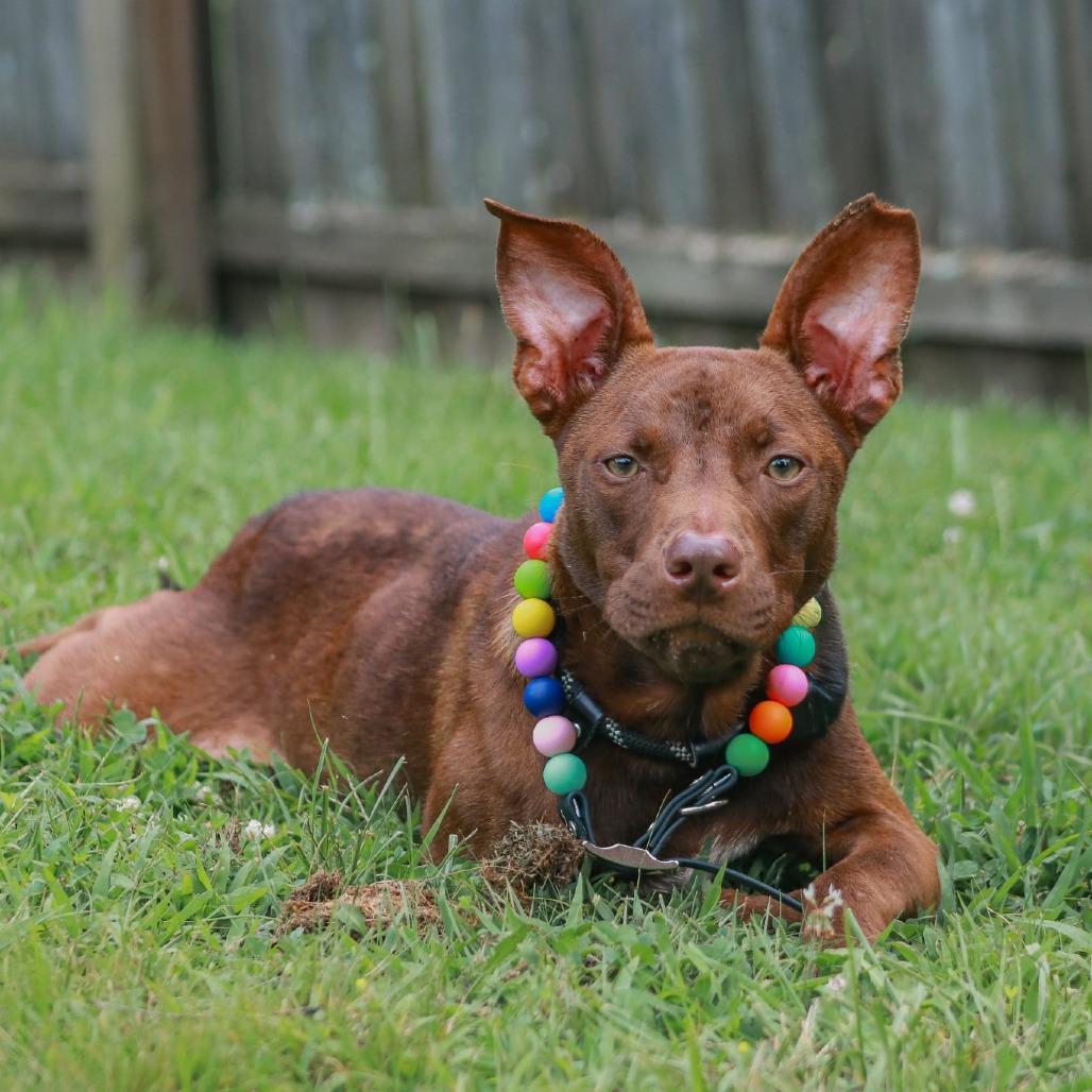 Enlarge Hershey, a Adoptable mixed breed in Madisonville, KY image 2/4