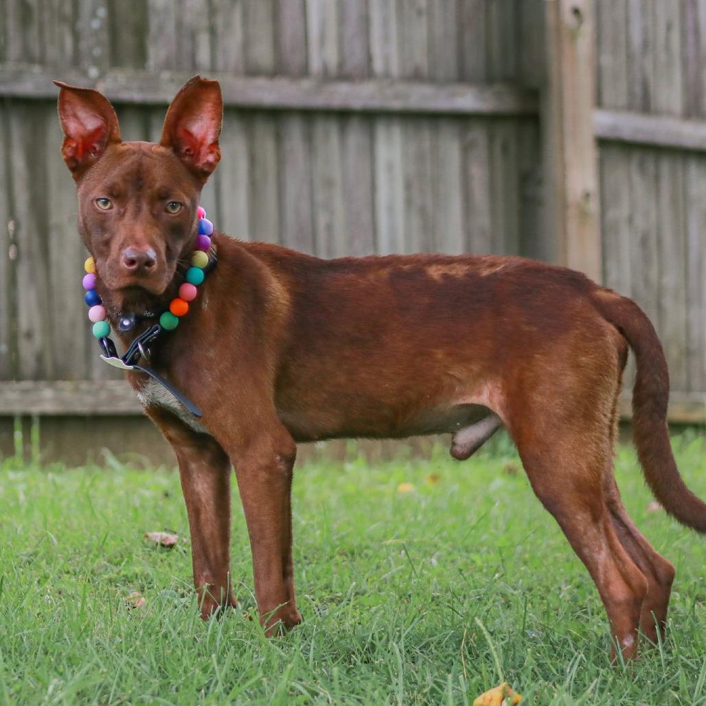 Enlarge Hershey, a Adoptable mixed breed in Madisonville, KY image 3/4