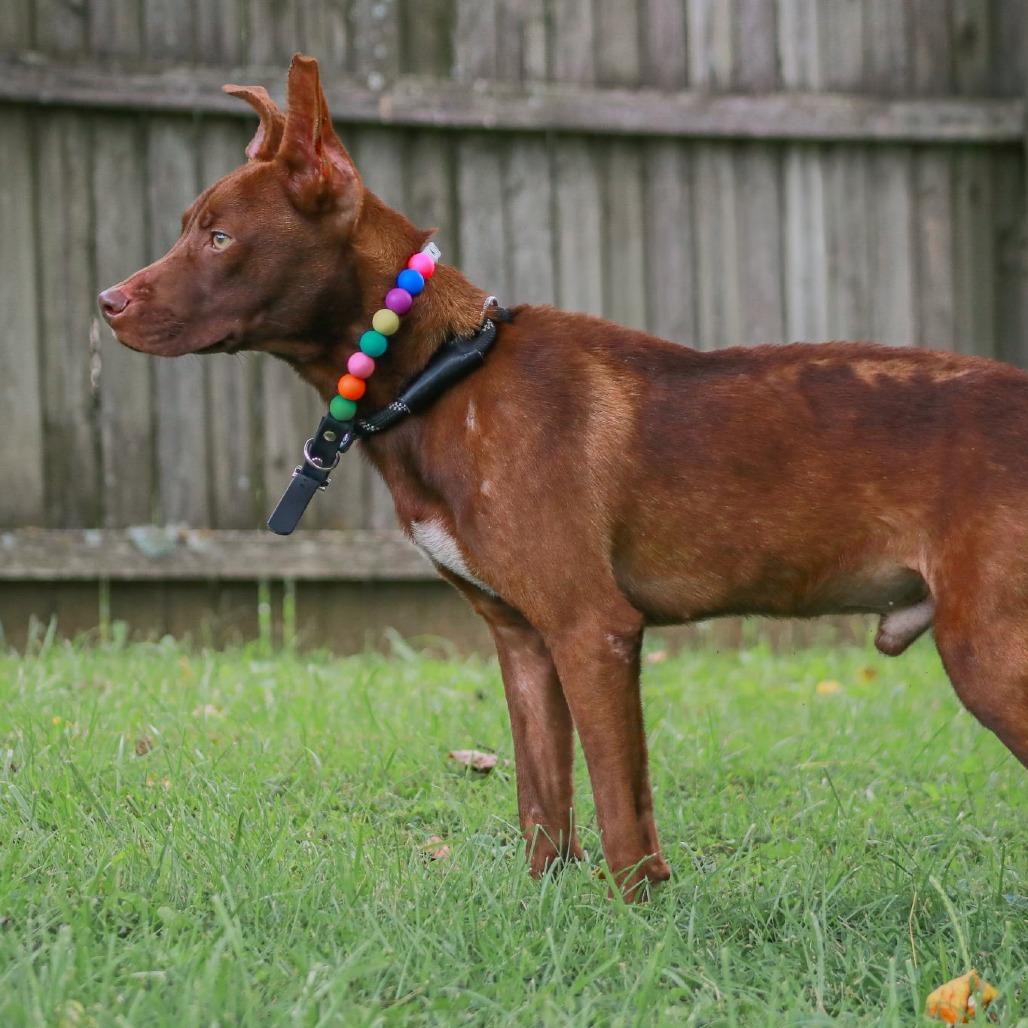 Enlarge Hershey, a Adoptable mixed breed in Madisonville, KY image 4/4