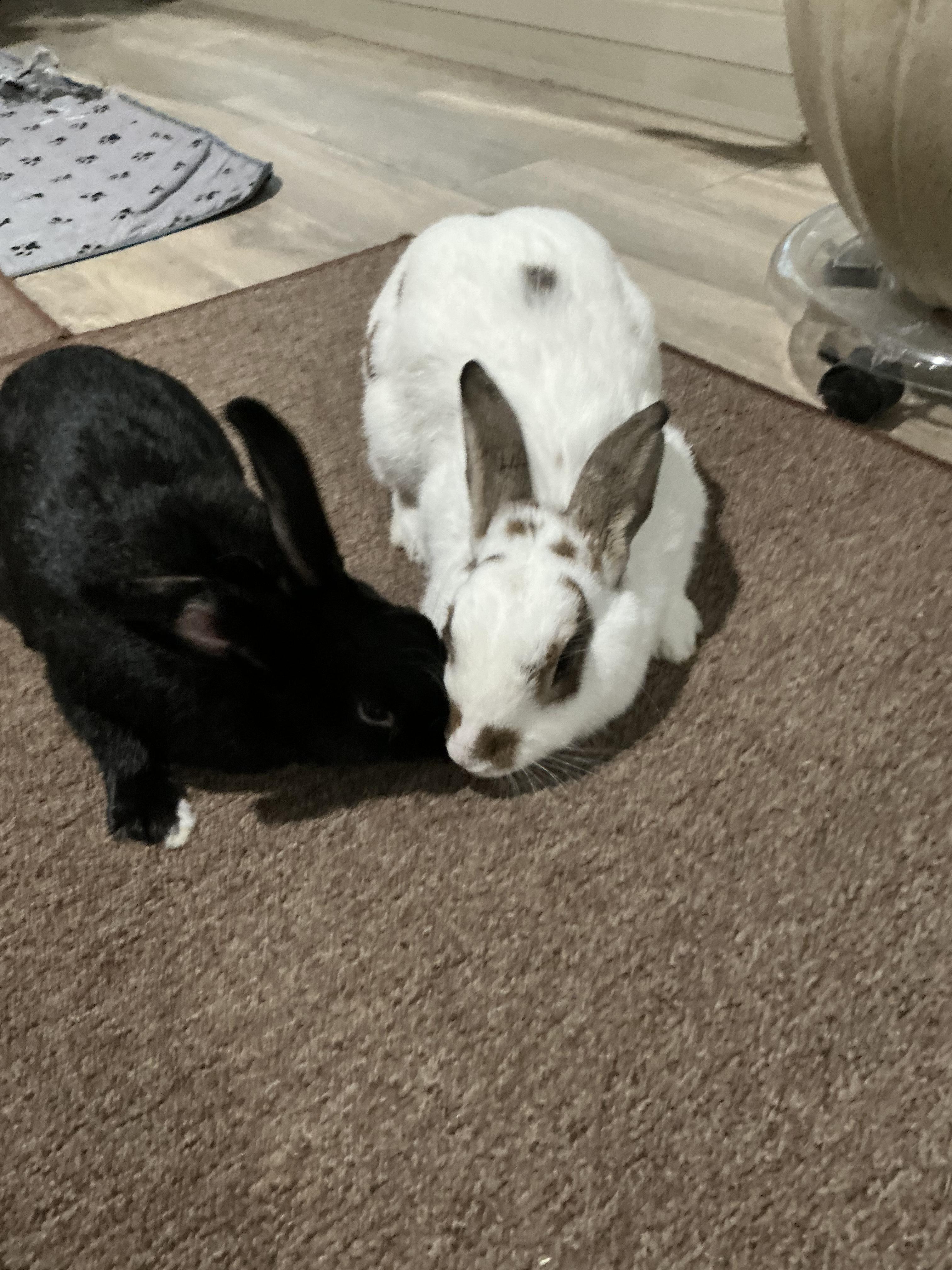 King Antonio & Queen La Raina, ADOPTABLE, Adult Male Havana & English Spot.