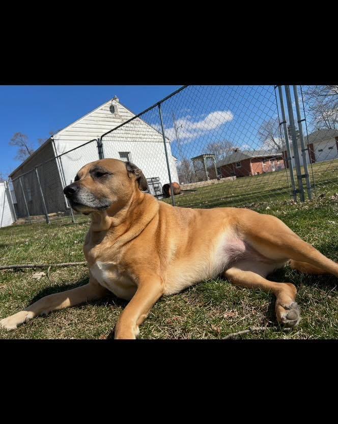 Enlarge Foster Sadie, a ADOPTABLE Black Mouth Cur in Oswego, IL image 2/4
