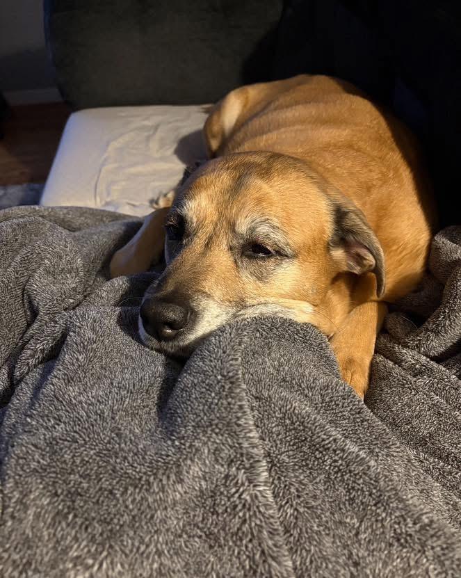 Enlarge Foster Sadie, a ADOPTABLE Black Mouth Cur in Oswego, IL image 4/4